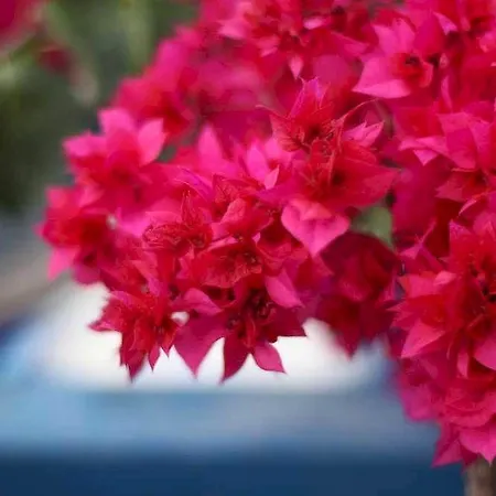 Santellini Ξενοδοχείο Καμάρι